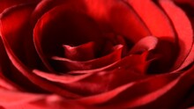 A Fresh Rich Red Rosebud With A Beautiful Texture Of Petals Close-up Macro Slowly Rotates On A Black Background. Slow Mo.