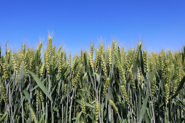 Wall Mural - Maturing wheat in North China