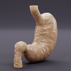 Wall Mural - Realistic 3D Render of Human Stomach