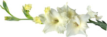 Light Yellow Gladiolus Flower Isolated On White