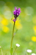 Wilde Orchidee - Dactylorhiza majalis