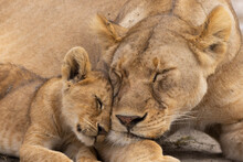 Lion And Lioness