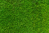 Fototapeta Pomosty - Close-up surface of the wall covered with green moss. Modern eco friendly decor made of colored stabilized moss. Natural background for design and text.