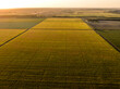© Westend61 - Aerial view of vast agricultural farm fields at summer sunset