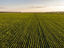 Aerial View Of Vast Soybean Field At Dusk