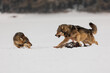 male gray wolf (Canis lupus) male gray wolf (Canis lupus) attacking the other male violently, teeth bared.