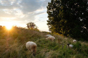 Sheep grazing on hill in late sun