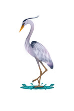 Blue Heron Illustration