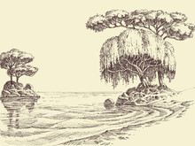 Lake Shore Or River Bank Willow Landscape Hand Drawing