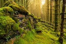 Old Moss Covered Stone Wall In A Remote Pine Forest In The Scottish Highlands