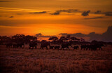 Fototapeta Sawanna - Breeding herd of elephants silhouette,dawn sky