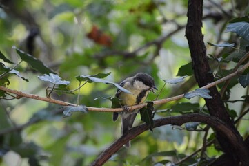 a small bird on a branch