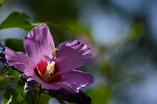 The Bee Flies Towards The Purple Flower