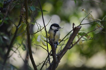 Wall Mural - a small bird on a branch