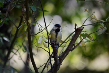 Wall Mural - a small bird on a branch