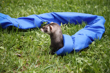 A Domestic Ferret Playing In The Grass With Long Blue Tunnel Toy. Looking Out Of The Tunnel.