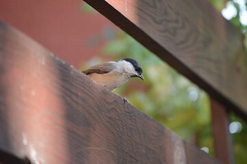 Wall Mural - a small bird is looking for food