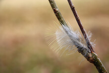 A Loose Feather On A Branch