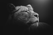 Lioness (Panthera Leo Krugeri) Black And White Head Portrait