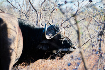 Big african cape buffalo bull standing in the bush