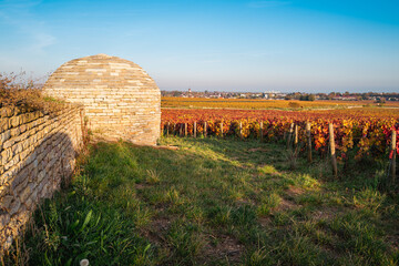 Wall Mural - cabane en pierres sèches dans les vignes automnales