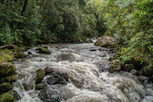 Rainforest Columbia Southern America