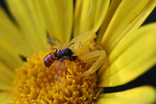 YELLOW FLOWER CRAB SPIDER WITH A WASP IN ITS GRIP