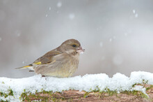 Greenfinch Standing On A Snow Covered Branch During Snowfall