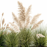  white pampas grass in flowerpot isolated on white background