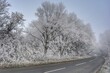 © Josie Elias - frost covered trees and icy road
