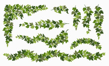 Ivy Vines Set, Various Green Creeper Plant Isolated On White Background. Vector Illustration In Flat Cartoon Style.