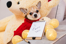 A Bored, Well-dressed Dog Lies Next To A Notebook That Says "I Love You." On Valentine's Day, A Pet In A Red Sweater Misses His Beloved.