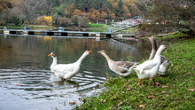 Geese Next To The Water