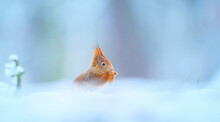 A Squirrel Sits In A Snowy Landscape Looking For Food.