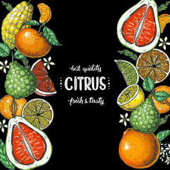 Wall Mural - Citrus collection. Hand drawn vector illustration. Organic food frame, citrus design template. Colored illustration. Vintage citrus set.