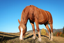 Brown Horse Grazing In Mountains On Sunny Day. Beautiful Pet