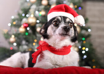 Santa dog on a background of holiday lights. Black and white dog in a red hat of Santa Claus lies on a red pillow. Dog on the background of the Christmas tree. Happy New Year. Merry Christmas.