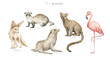 Watercolor wild animals letter F. Ferret, fennec fox, fur seal, fossa, flamingo. Zoo alphabet. Wildlife animals. Educational cards with animals. 