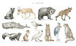 Watercolor wild animals letter S. Silver fox, saiga, spectacled bear, spotted hyena, sperm whale, seagull, skunk, stoat, swan, serval, shoebill stork, snow leopard. Zoo alphabet. Wildlife animals. 