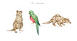 Watercolor wild animals letter Q. Quokka, quetzal bird, quoll. Zoo alphabet. Wildlife animals. Educational cards with animals. 