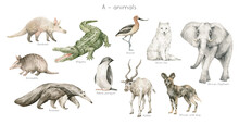 Watercolor Wild Animals Letter A. Aardvark, Alligator, Avocet, Arctic Fox, African Elephant, Armadillo, Adele Penguin, Anteater, Addax. Zoo Alphabet. Wildlife Animals. Educational Alphabet Cards.
