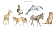 Watercolor Wild Animals Letter D. Dik-dik, Duck, Dingo Dog, Dolphin, Donkey, Dog. Zoo Alphabet. Wildlife Animals. Educational Cards With Animals. 