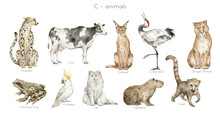 Watercolor Wild Animals Letter C. Cheetah, Cow, Caracal, Crane Bird, Cougar, Common Frog, Cockatoo, Cat, Capybara, Coati. Zoo Alphabet. Wildlife Animals. Educational Cards With Animals. 