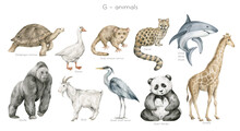 Watercolor Wild Animals Letter G. Galapagos Tortoise, Goose, Grey Mouse Lemur, Genet, Gorilla, Goat, Giant Panda, Giraffe. Zoo Alphabet. Wildlife Animals. Educational Cards With Animals. 