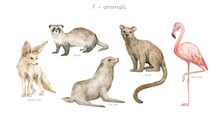 Watercolor Wild Animals Letter F. Ferret, Fennec Fox, Fur Seal, Fossa, Flamingo. Zoo Alphabet. Wildlife Animals. Educational Cards With Animals. 