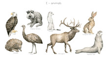 Watercolor Wild Animals Letter E. Eagle, Emperor Tamarin, Ermine, Emu, Echidna, Elk, European Hare, Elephant Seal. Zoo Alphabet. Wildlife Animals. Educational Cards With Animals. 