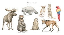 Watercolor Wild Animals Letter M. Moose, Manatee, Malaysian Sun Bear, Mouse, Meerkat, Macaw, Maned Wolf, Marmot. Zoo Alphabet. Wildlife Animals. Educational Cards With Animals. 