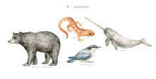 Watercolor Wild Animals Letter N. North-American Black Bear, Newt, Narwhal, Nuthatch Bird. Zoo Alphabet. Wildlife Animals. Educational Cards With Animals. 