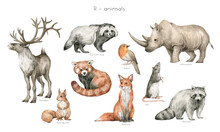 Watercolor Wild Animals Letter R. Reindeer, Raccoon Dog, Rhinoceros, Red Panda, Robin Bird, Red Fox, Red Squirrel, Rat, Raccoon. Zoo Alphabet. Wildlife Animals. Educational Cards With Animals. 