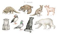 Watercolor Wild Animals Letter P. Pangolin, Platypus, Pademelon, Pig, Puffin, Pigeon, Pallas Cat, Panther, Polar Bear. Zoo Alphabet. Wildlife Animals. Educational Cards With Animals. 